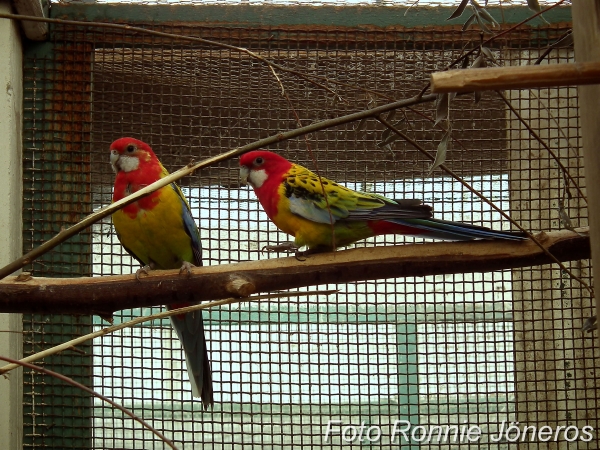 Gulmantlad Rosella
